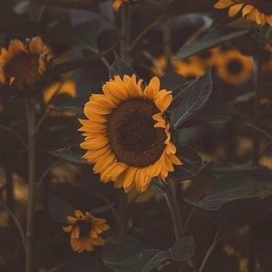 Meet your Posher, Dianne